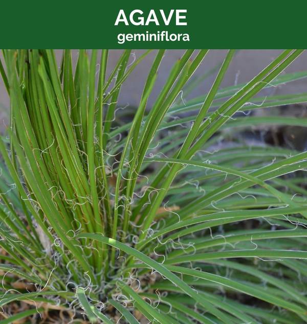 Agave geminiflora, photo 2