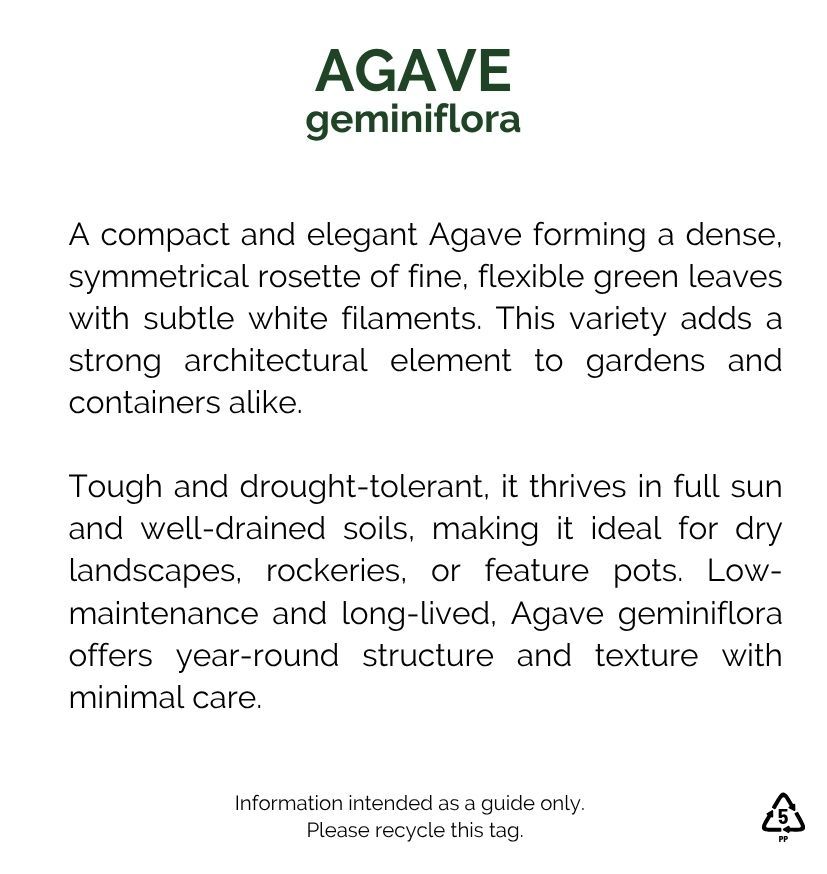Agave geminiflora, photo 3