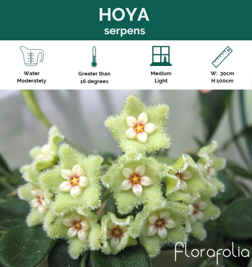 Hoya serpens, photo 6