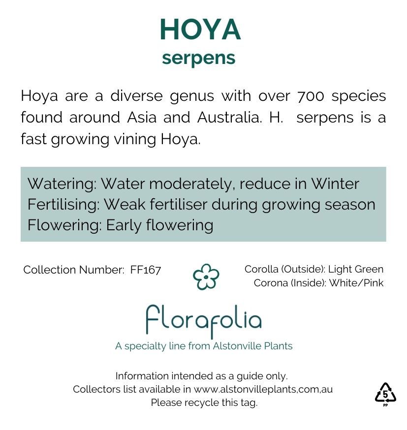 Hoya serpens, photo 7