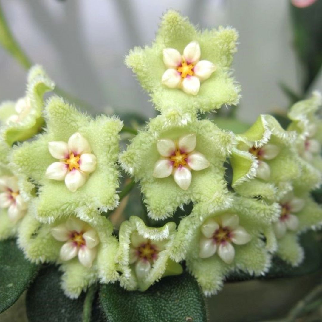 Hoya serpens, photo 2