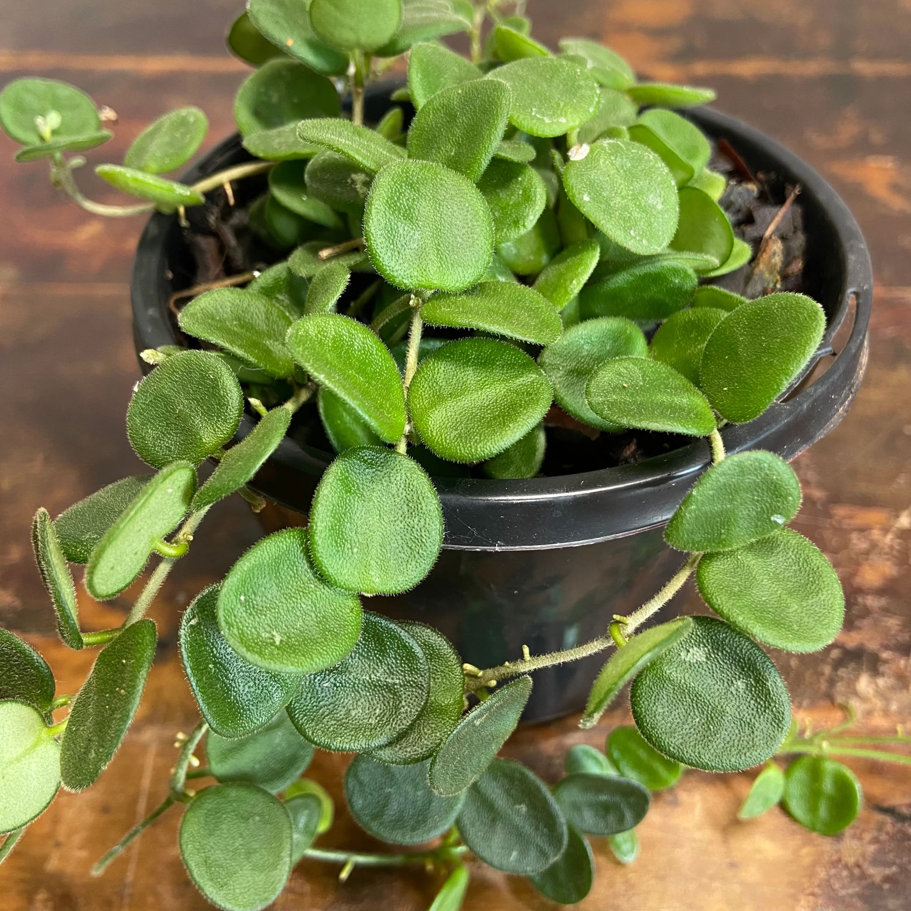 Hoya serpens, photo 3