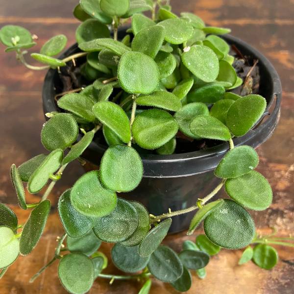 Hoya serpens, photo 3