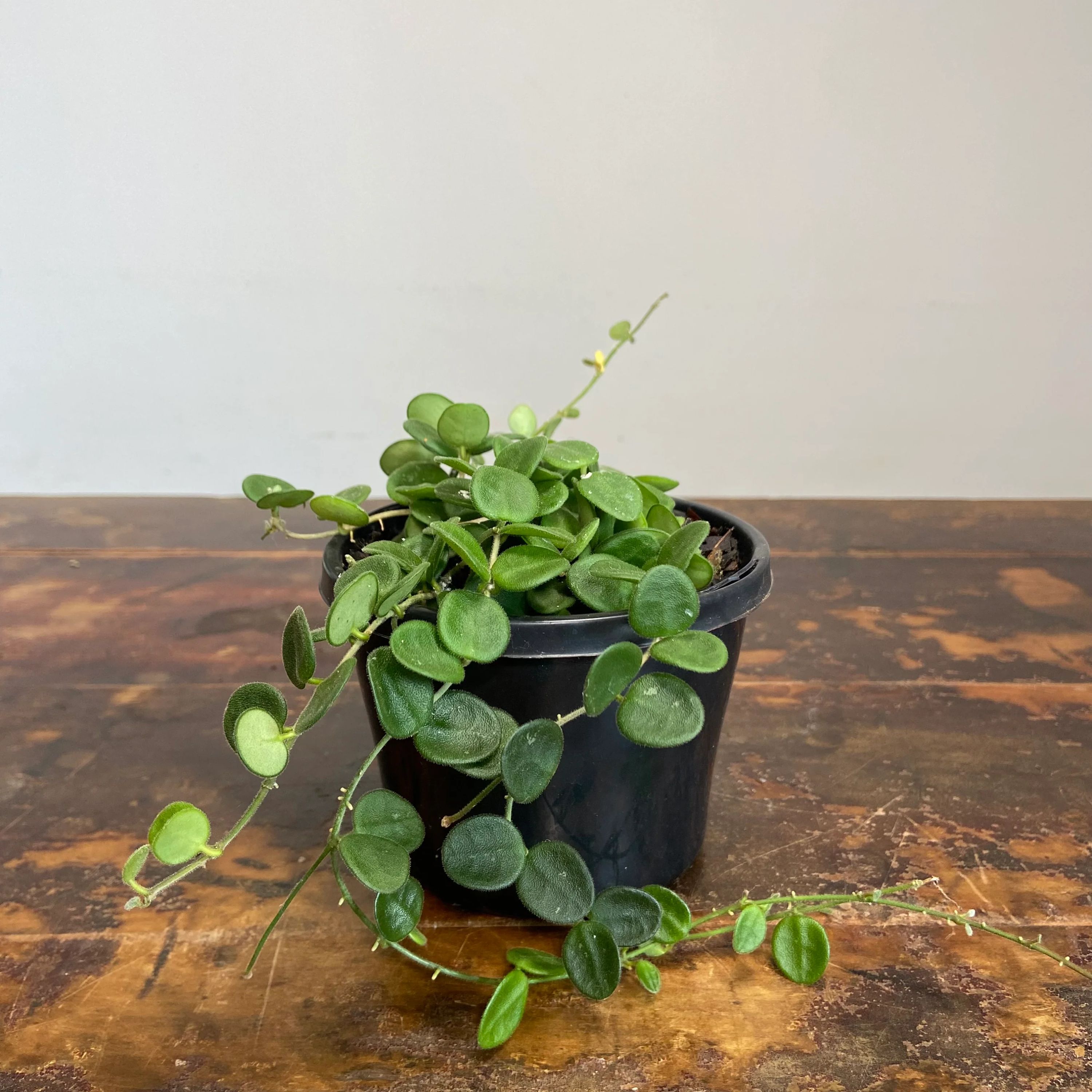 Hoya serpens, photo 4