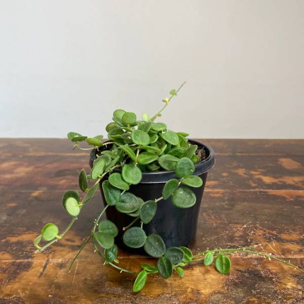 Hoya serpens, photo 4