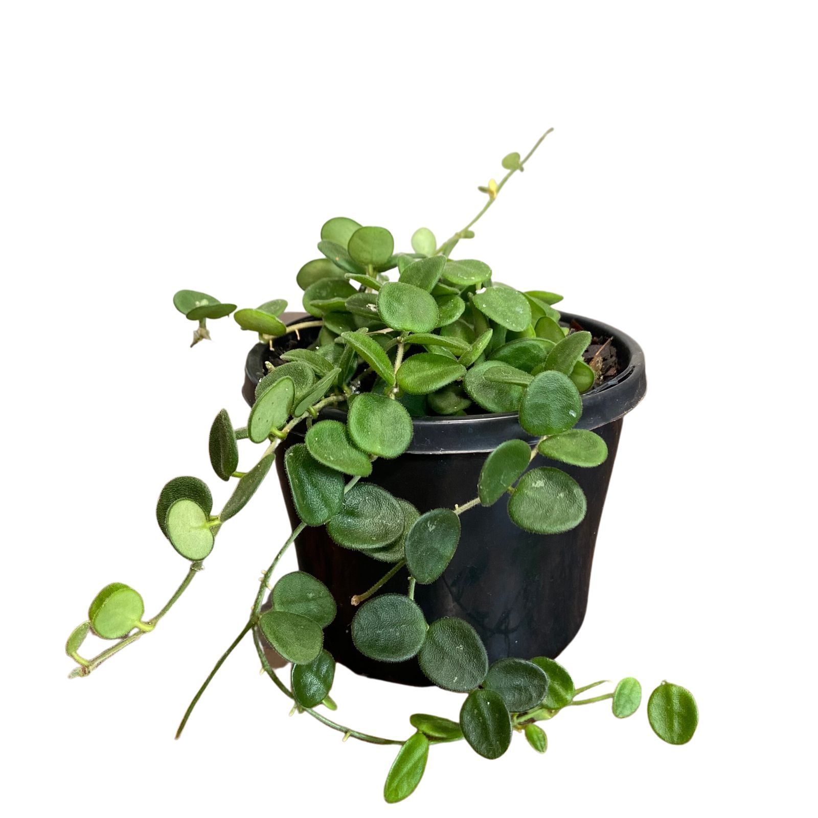 Hoya serpens, photo 5