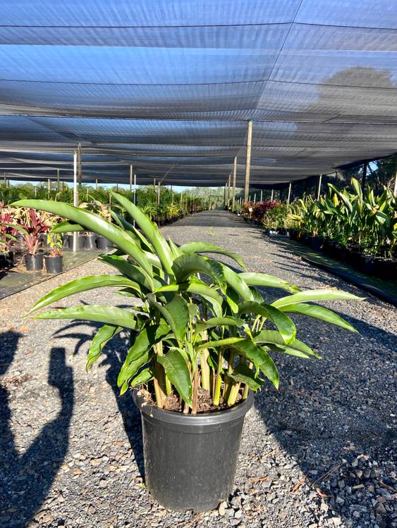 Heliconia angusta Red Christmas, photo 3