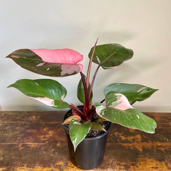 Philodendron Pink Princess, photo 2
