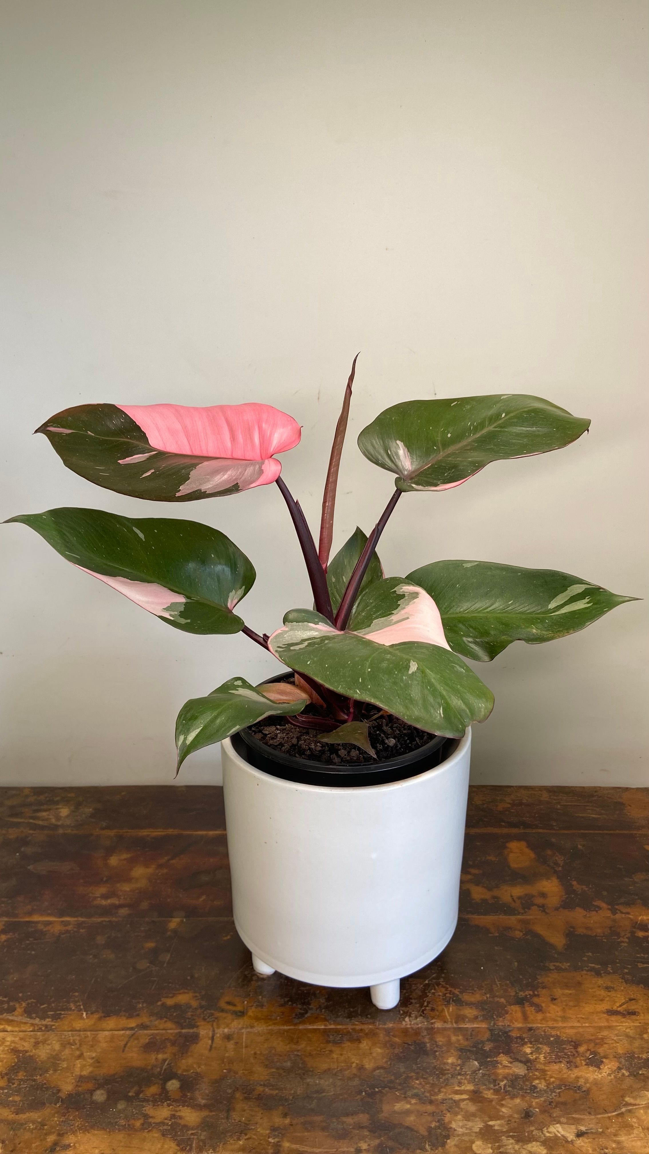 Philodendron Pink Princess, photo 3
