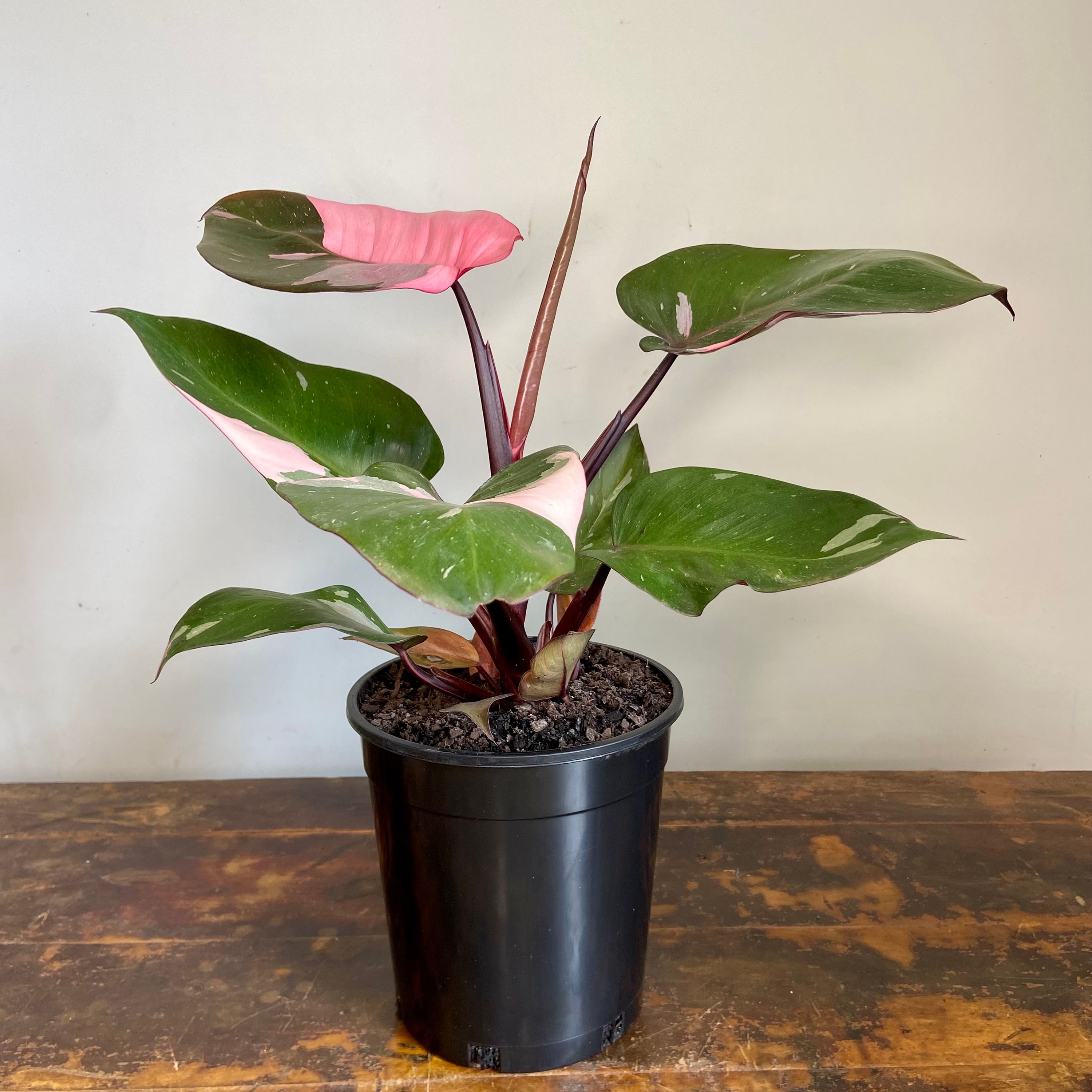 Philodendron Pink Princess, photo 4
