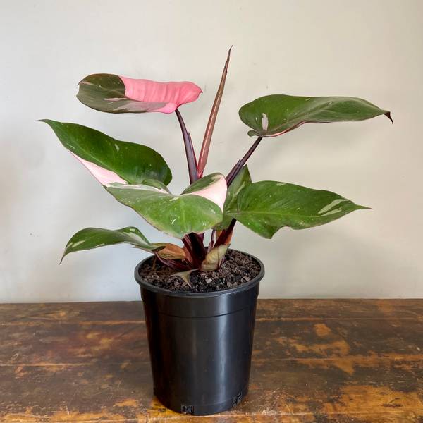 Philodendron Pink Princess, photo 4