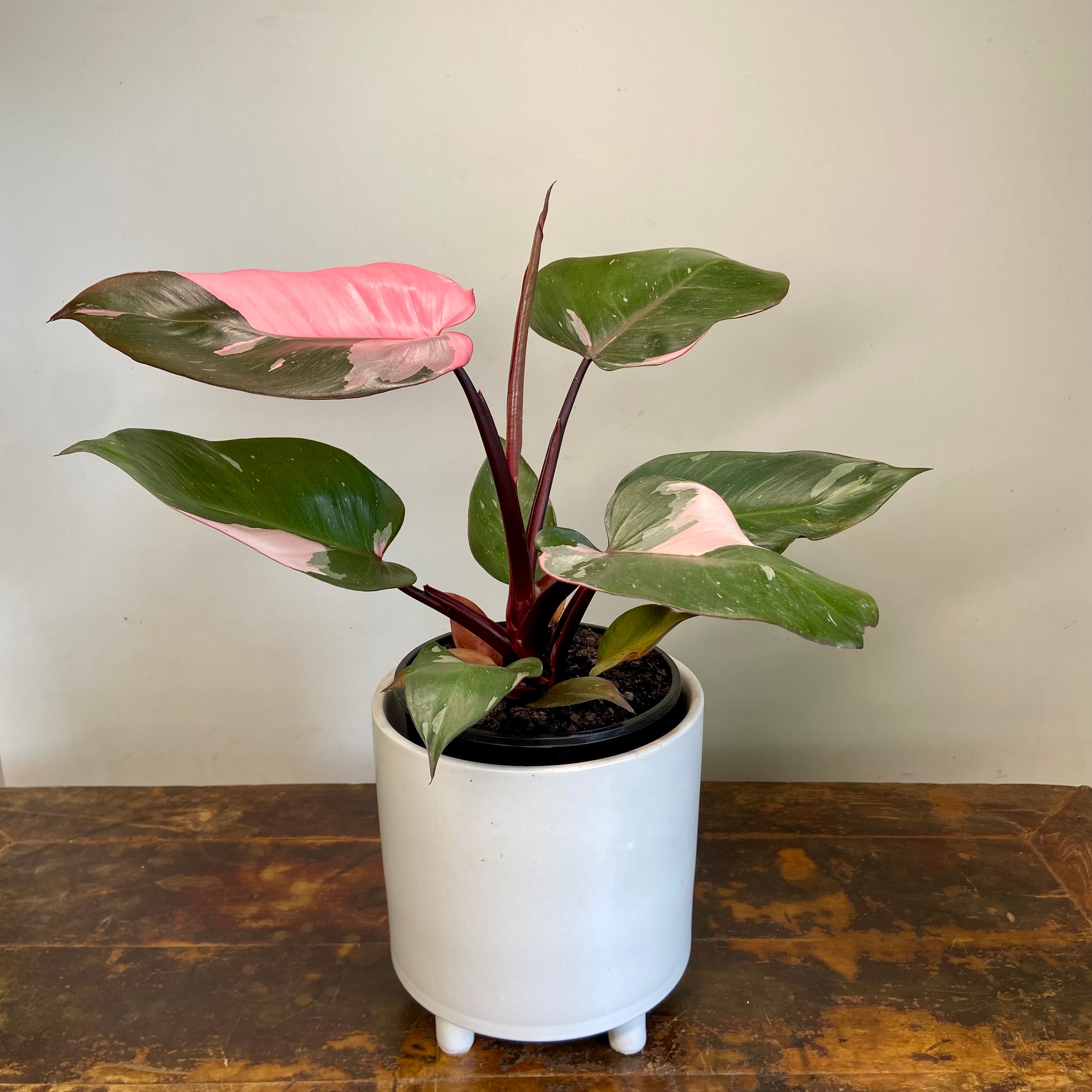 Philodendron Pink Princess, photo 5