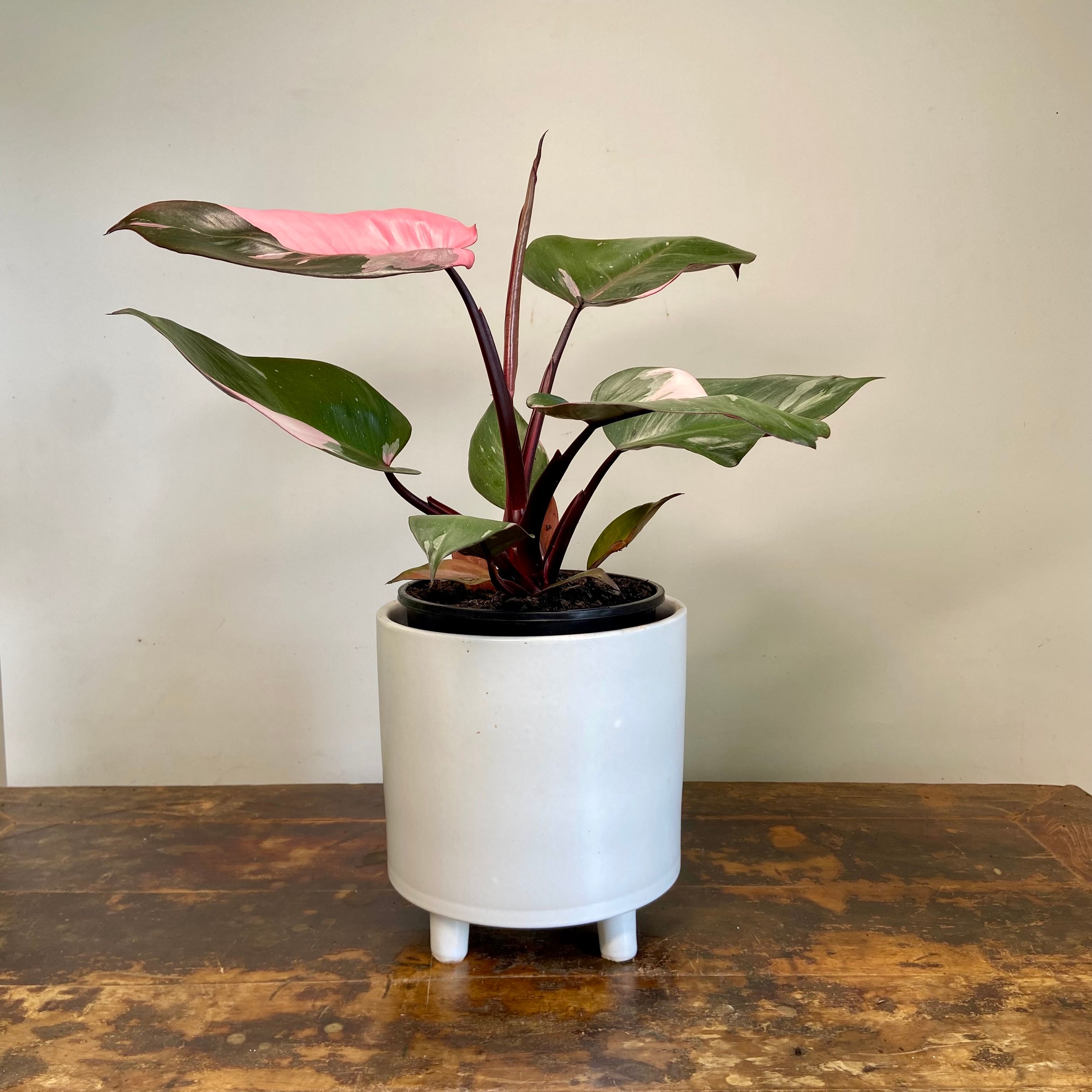 Philodendron Pink Princess, photo 7
