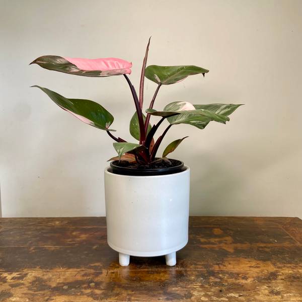 Philodendron Pink Princess, photo 7