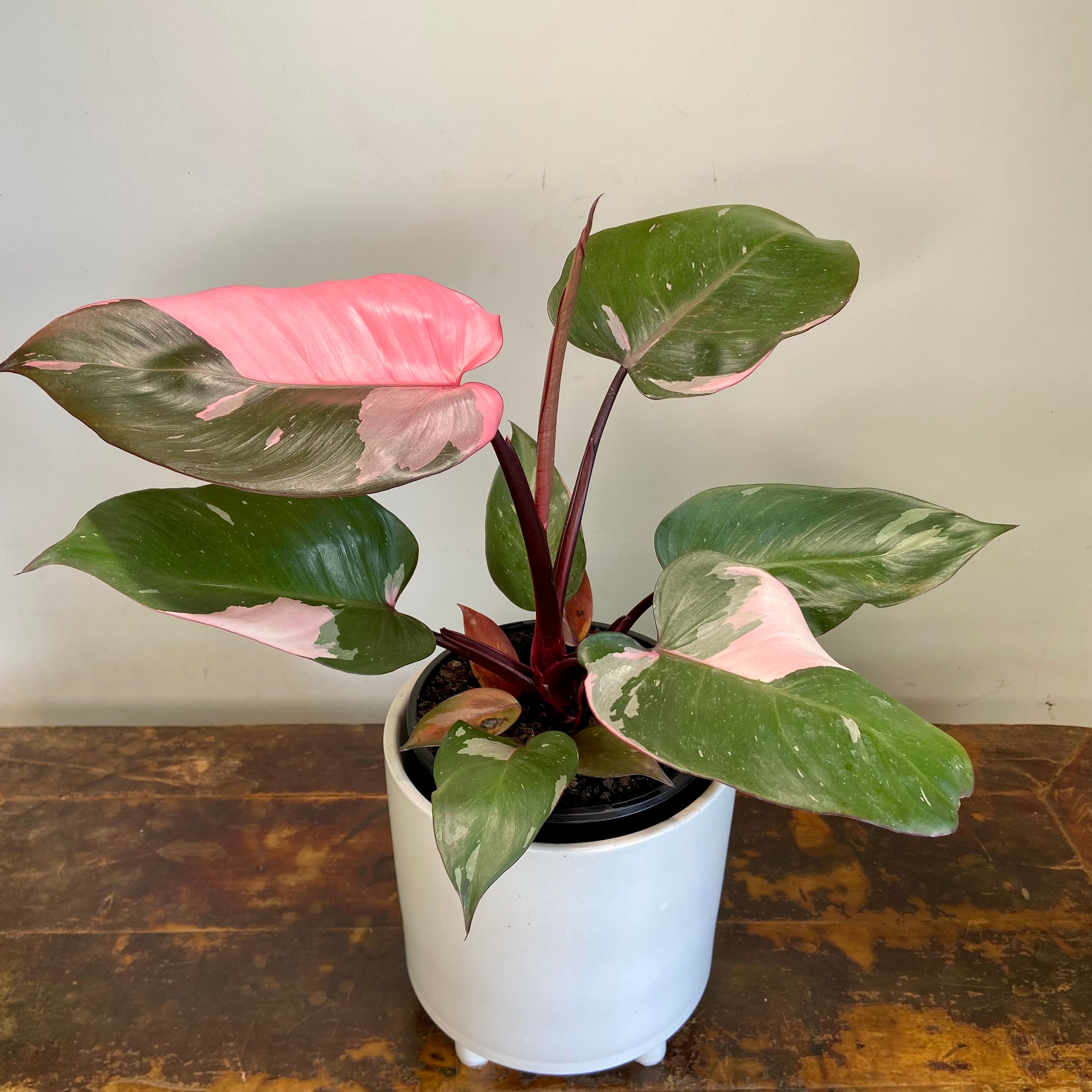 Philodendron Pink Princess, photo 8