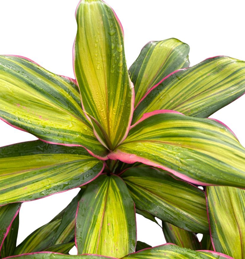 Cordyline fruticosa Kiwi, photo 2