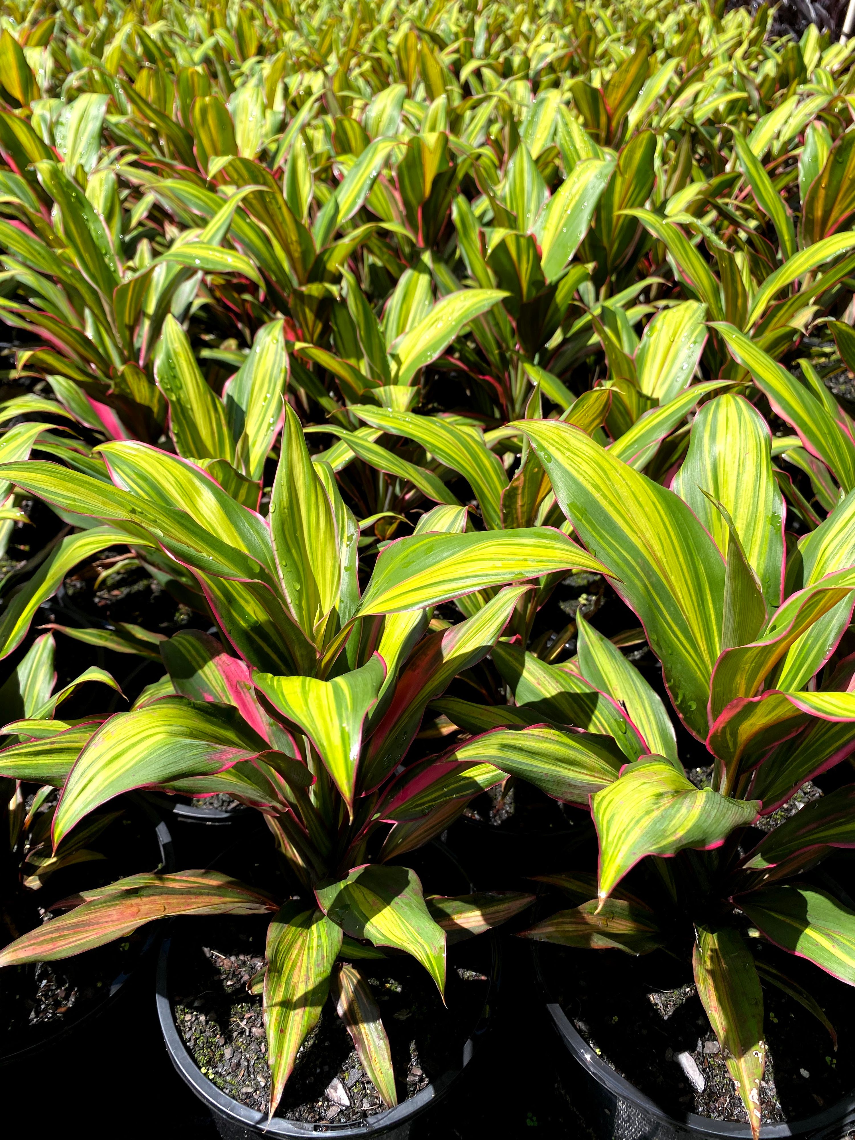Cordyline fruticosa Kiwi grown at the nursery