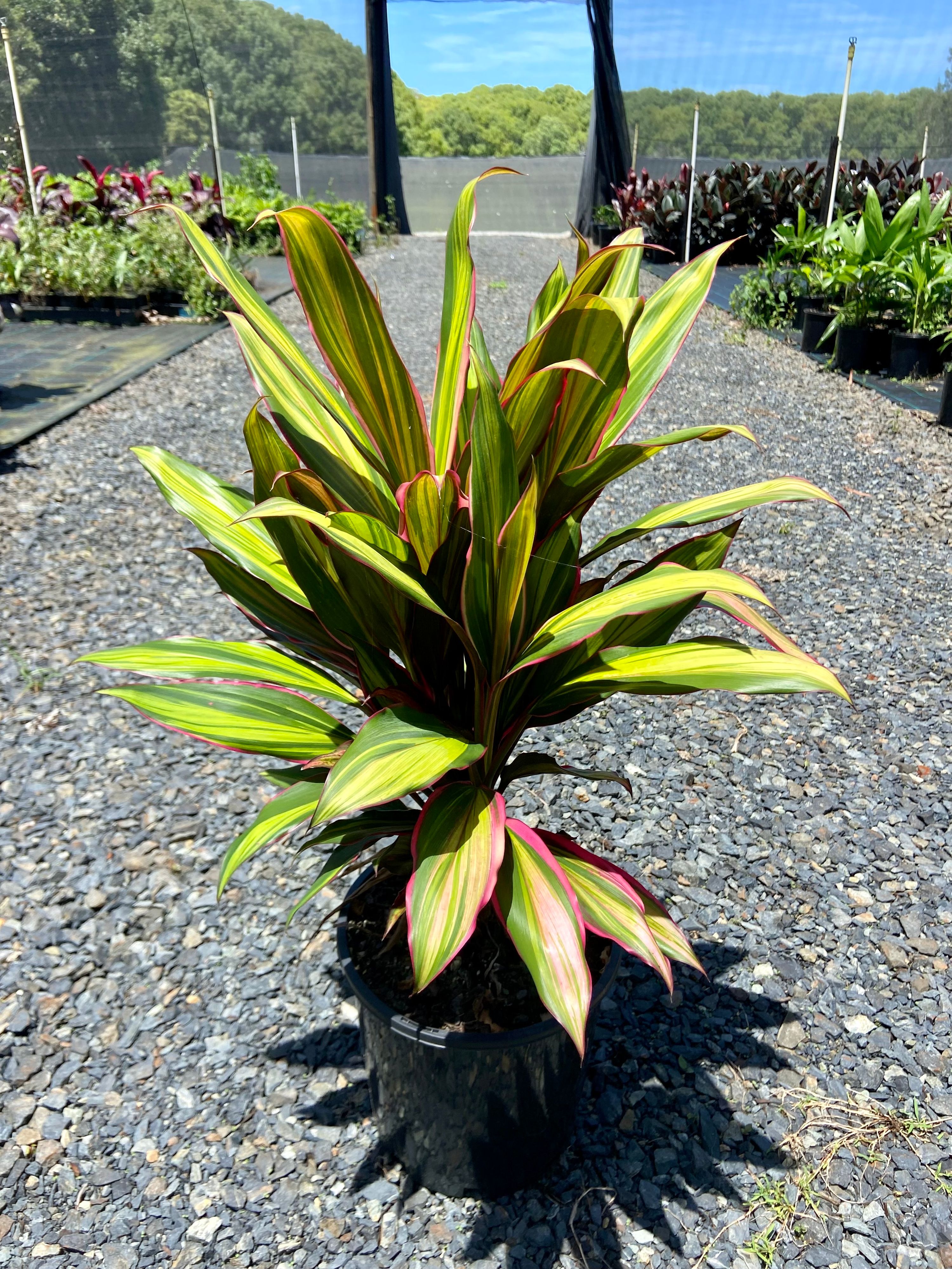 Cordyline fruticosa Kiwi, photo 3