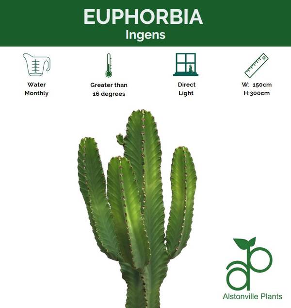 Euphorbia ingens, photo 3
