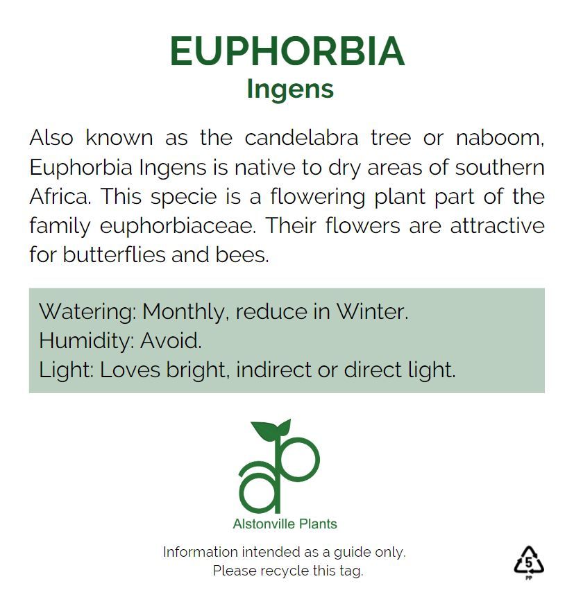 Euphorbia ingens, photo 4