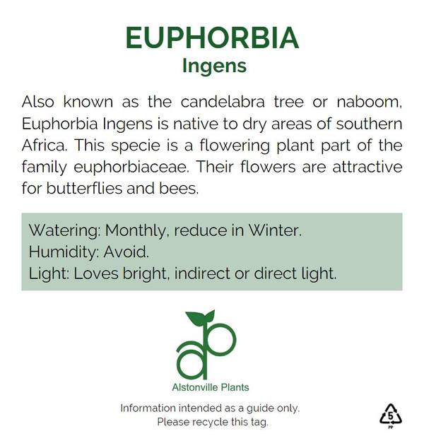 Euphorbia ingens, photo 4