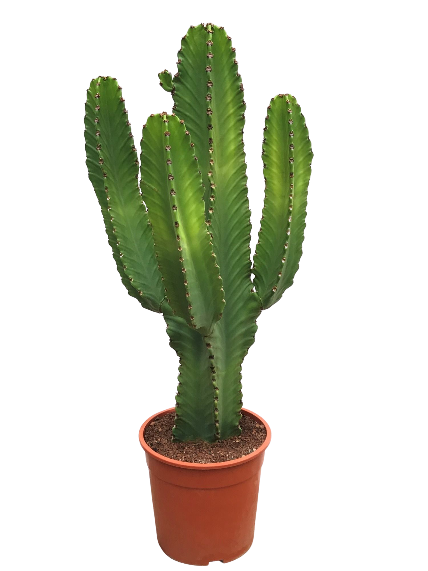 Euphorbia ingens grown at the nursery