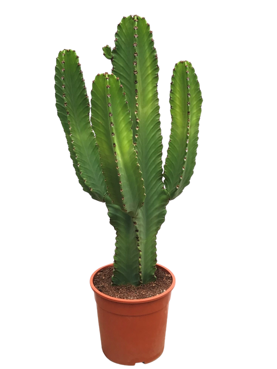 Euphorbia ingens, photo 2