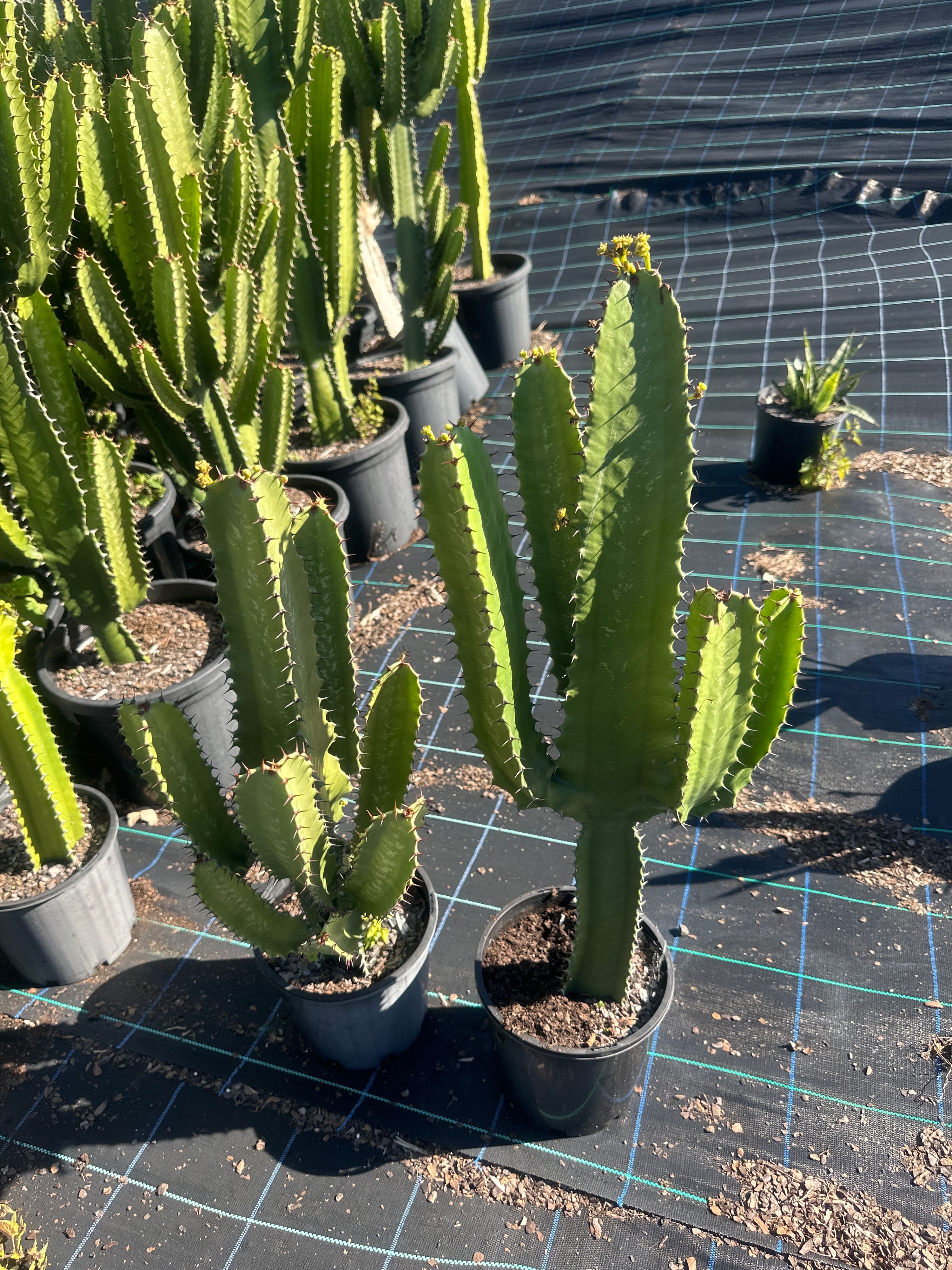 Euphorbia ingens, photo 2