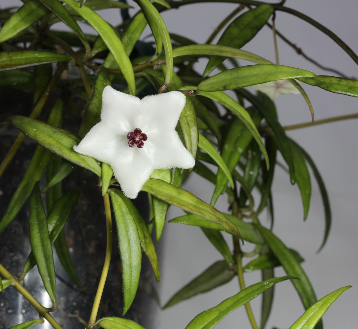 Hoya pauciflora, photo 3