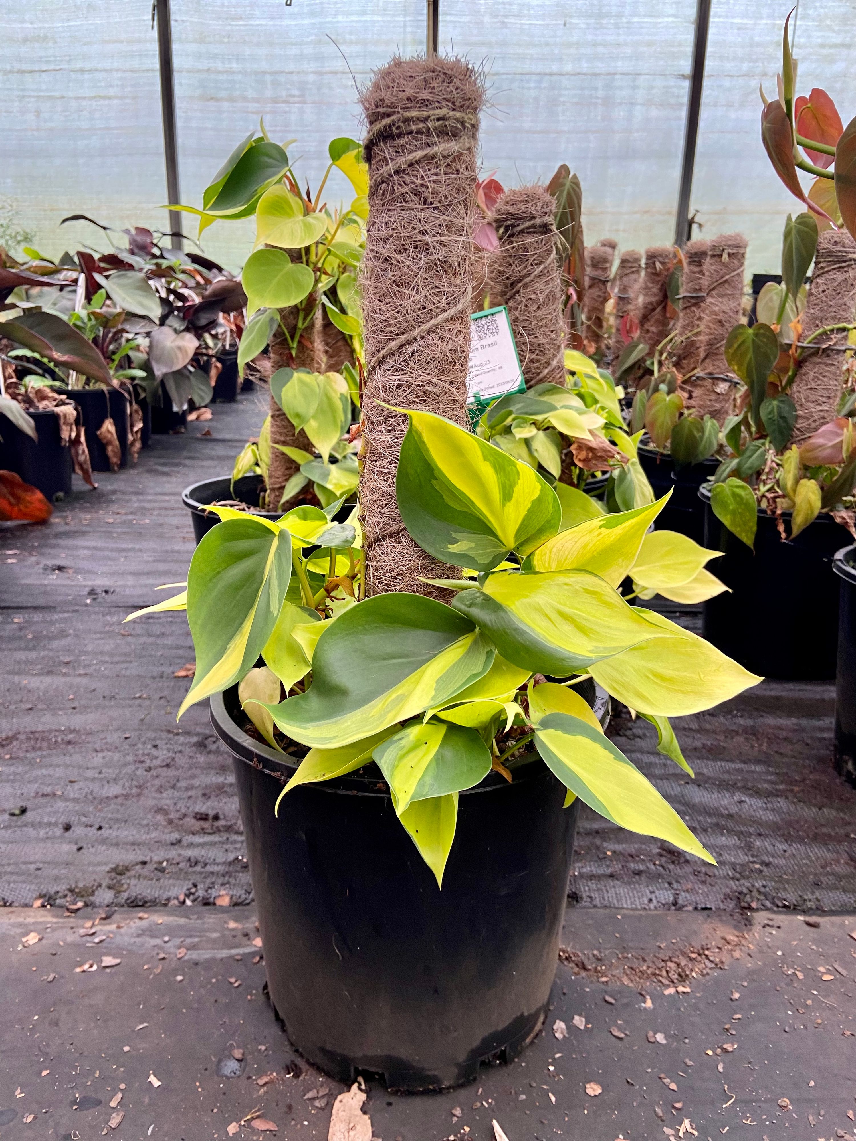 Philodendron Burle Marx grown at the nursery