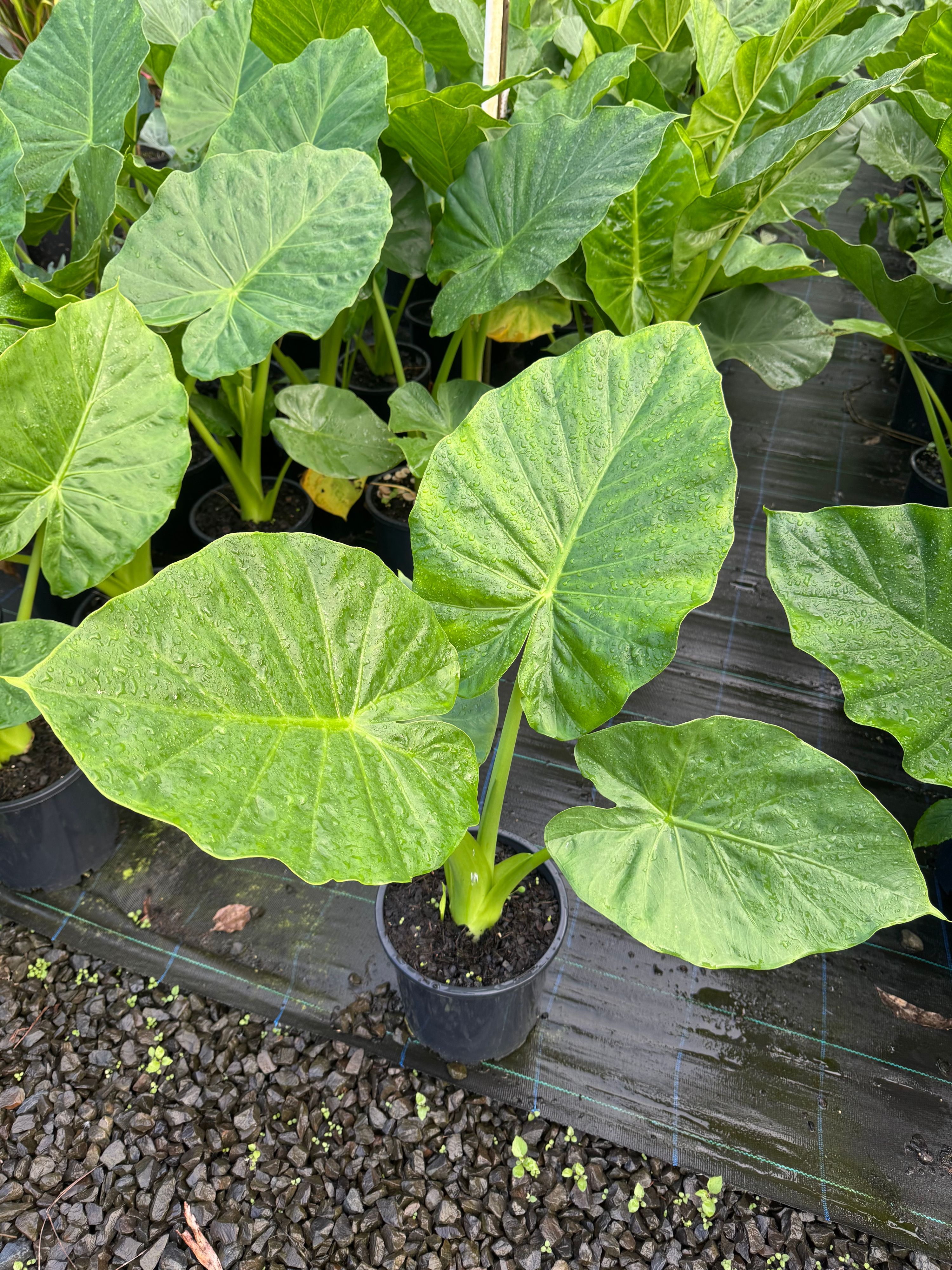 Alocasia macrorrhiza grown at the nursery