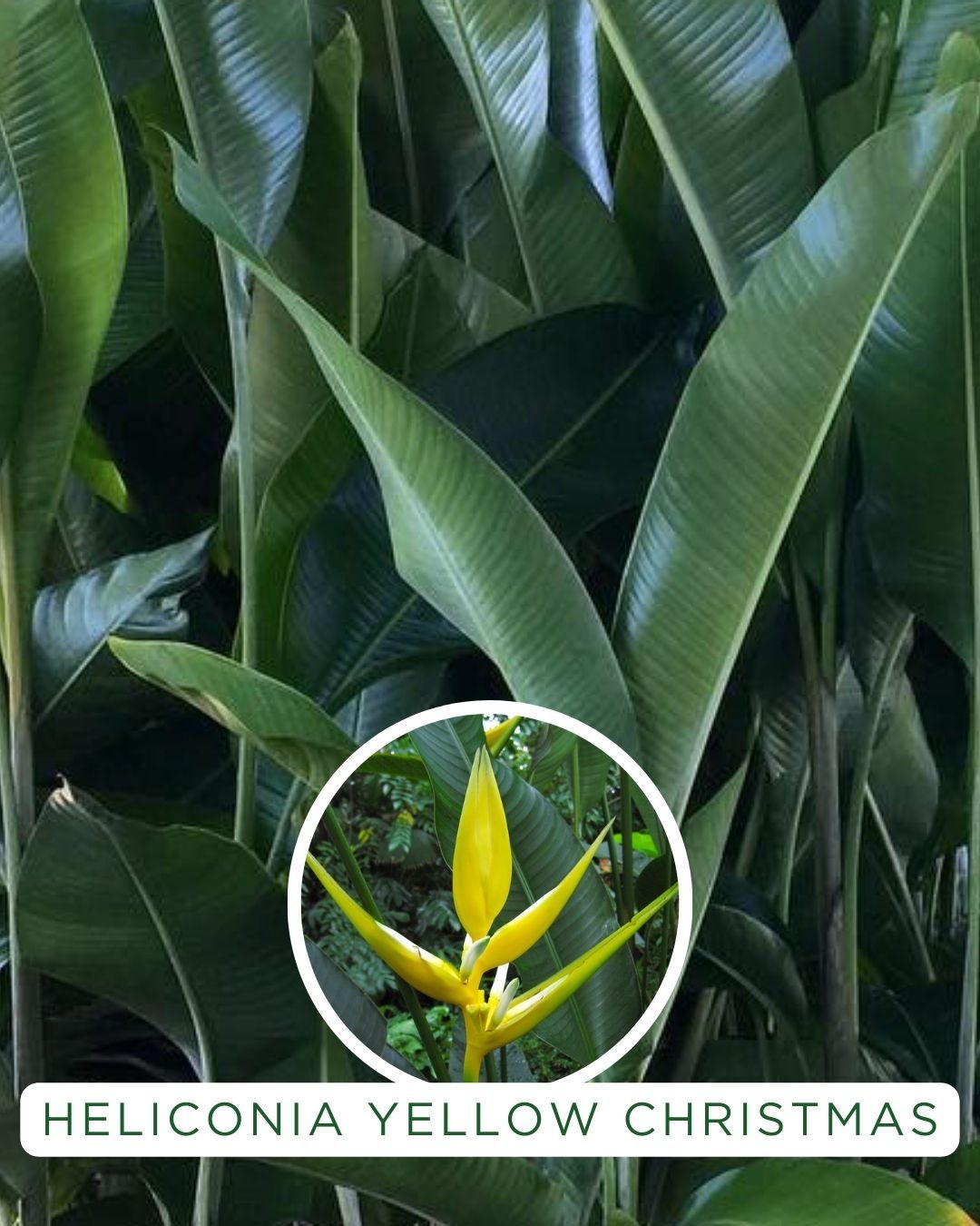 Heliconia psittacorum Yellow Christmas grown at the nursery