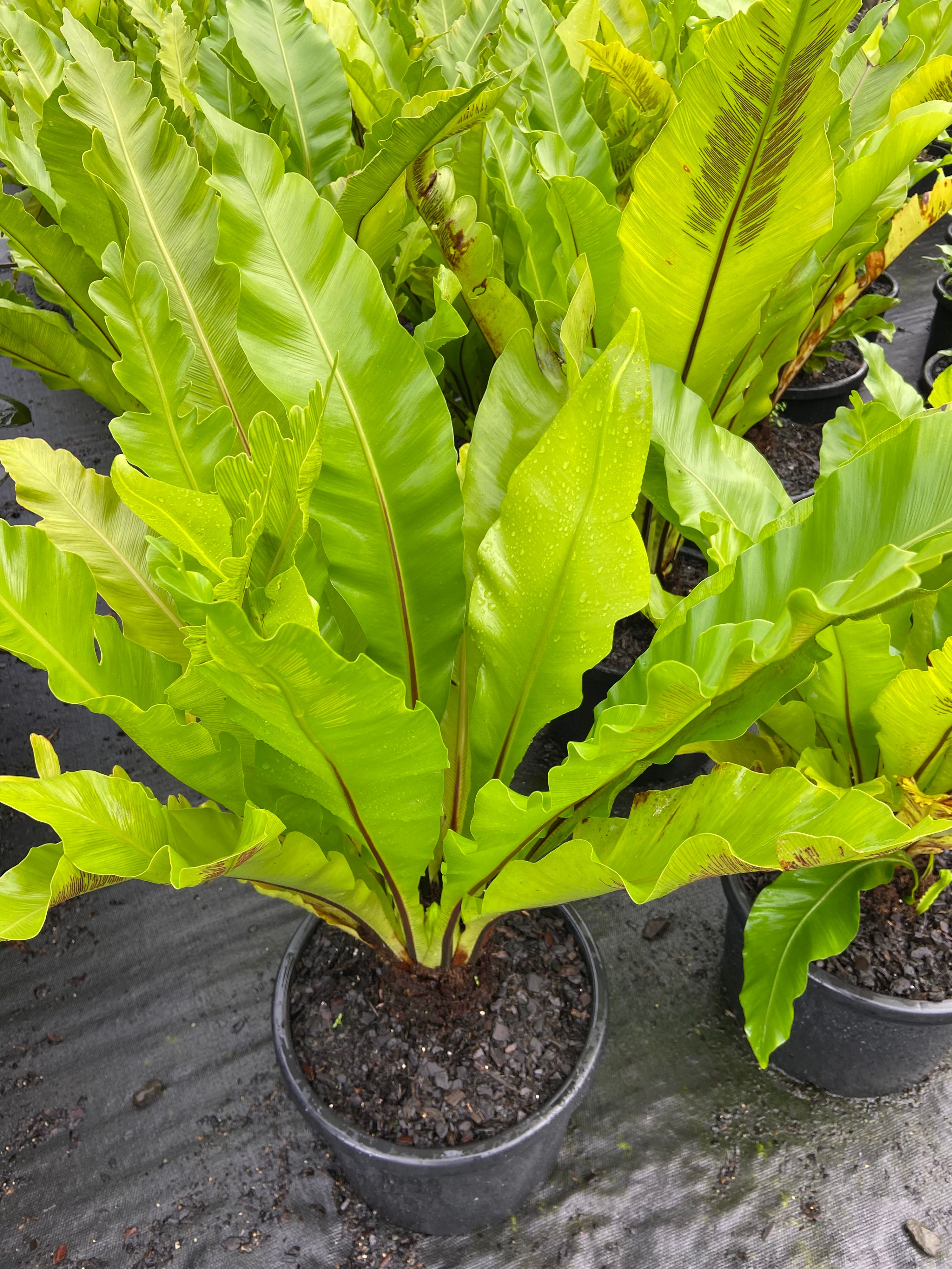 Asplenium nidus grown at the nursery