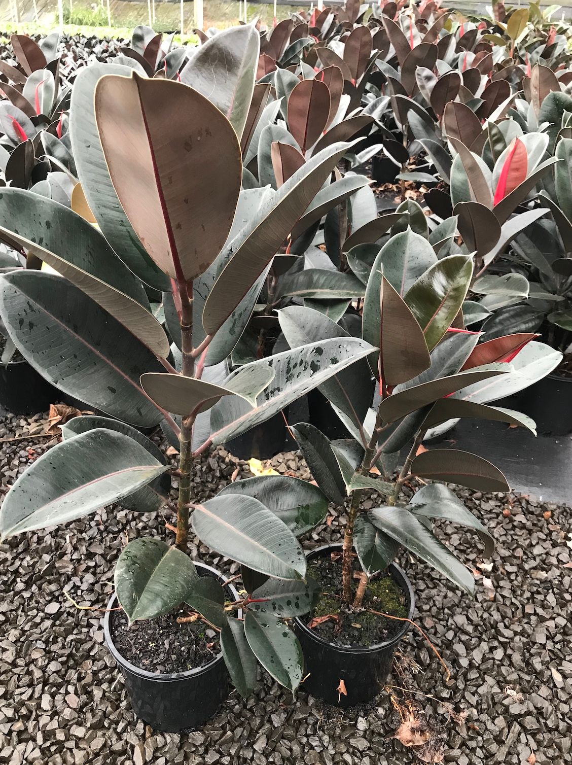 Ficus elastica Burgundy (rubber tree) grown at the nursery