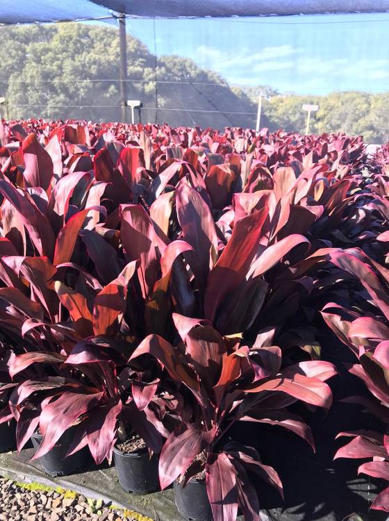 Cordyline fruticosa Rubra, photo 3