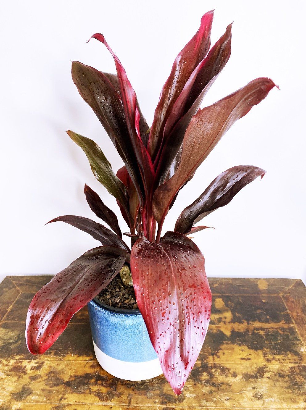 Cordyline fruticosa Rubra, photo 4