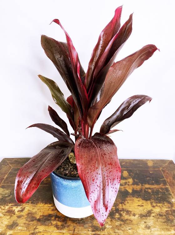 Cordyline fruticosa Rubra, photo 4