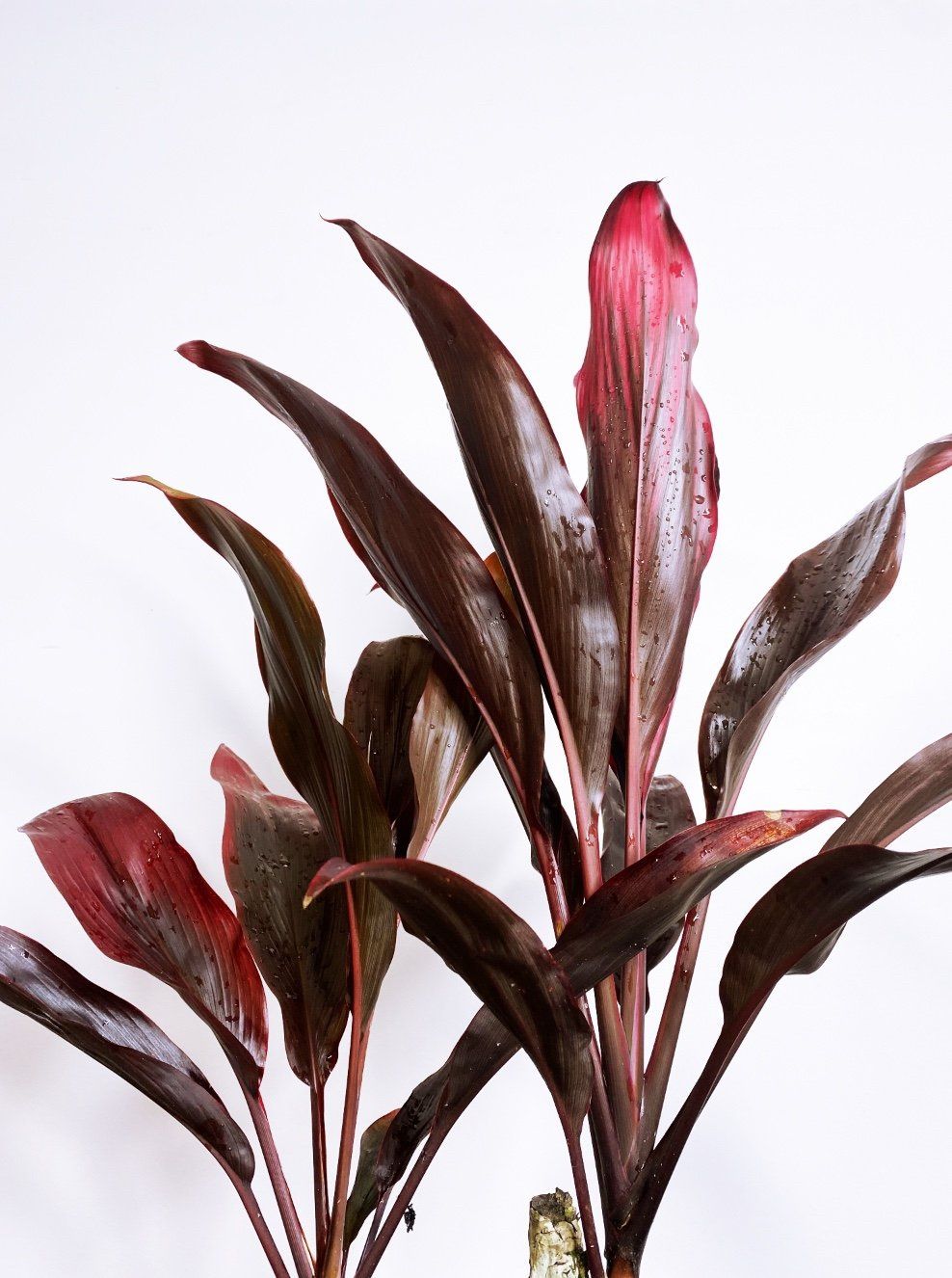 Cordyline fruticosa Rubra, photo 5