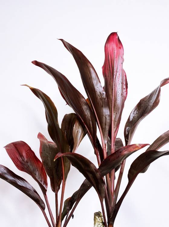 Cordyline fruticosa Rubra, photo 2