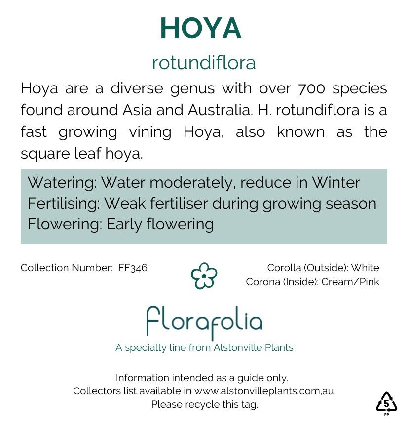 Hoya rotundifolia, photo 2