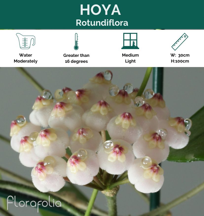 Hoya rotundifolia grown at the nursery
