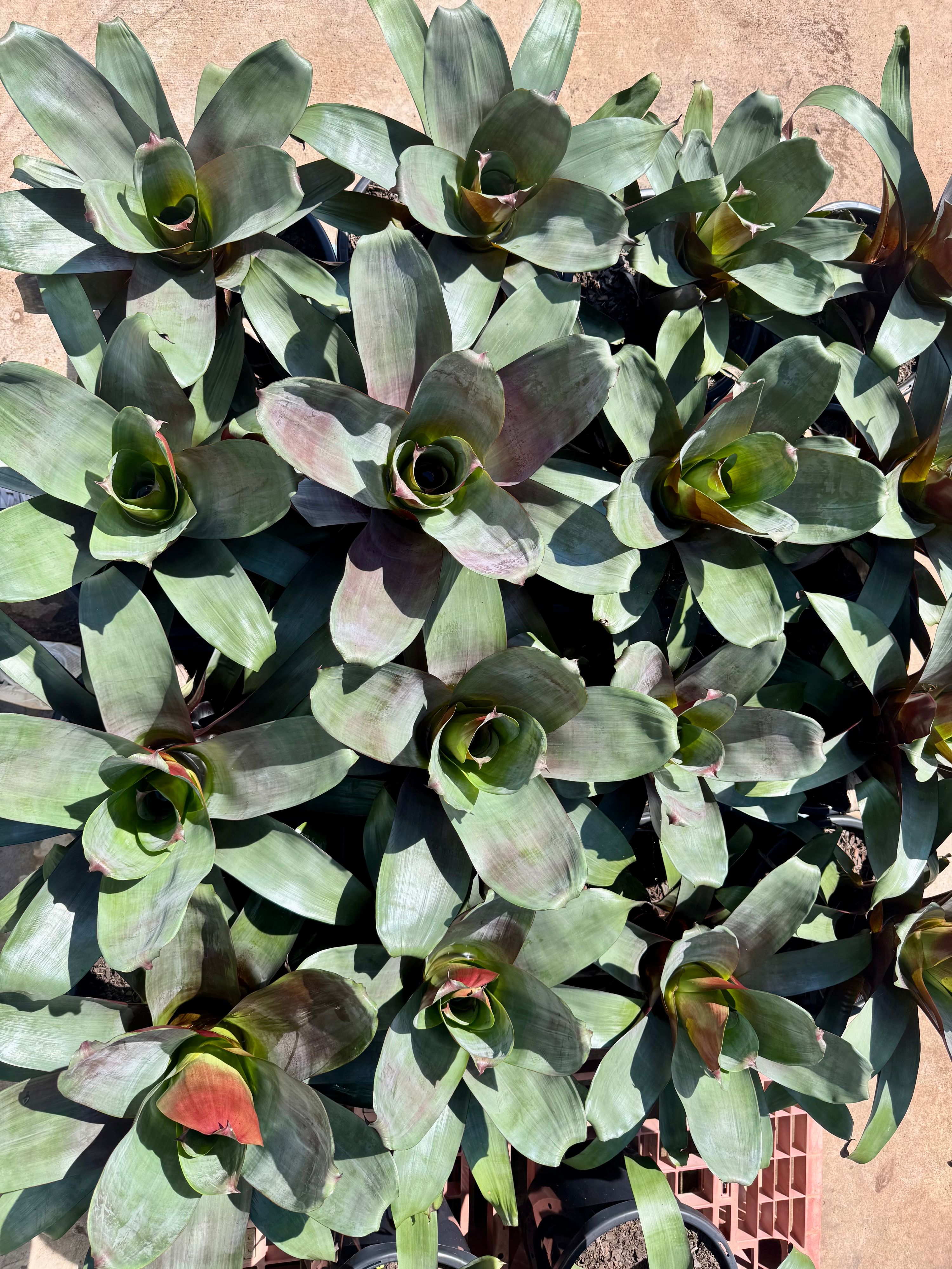 Alcantarea Silver Plum, photo 2