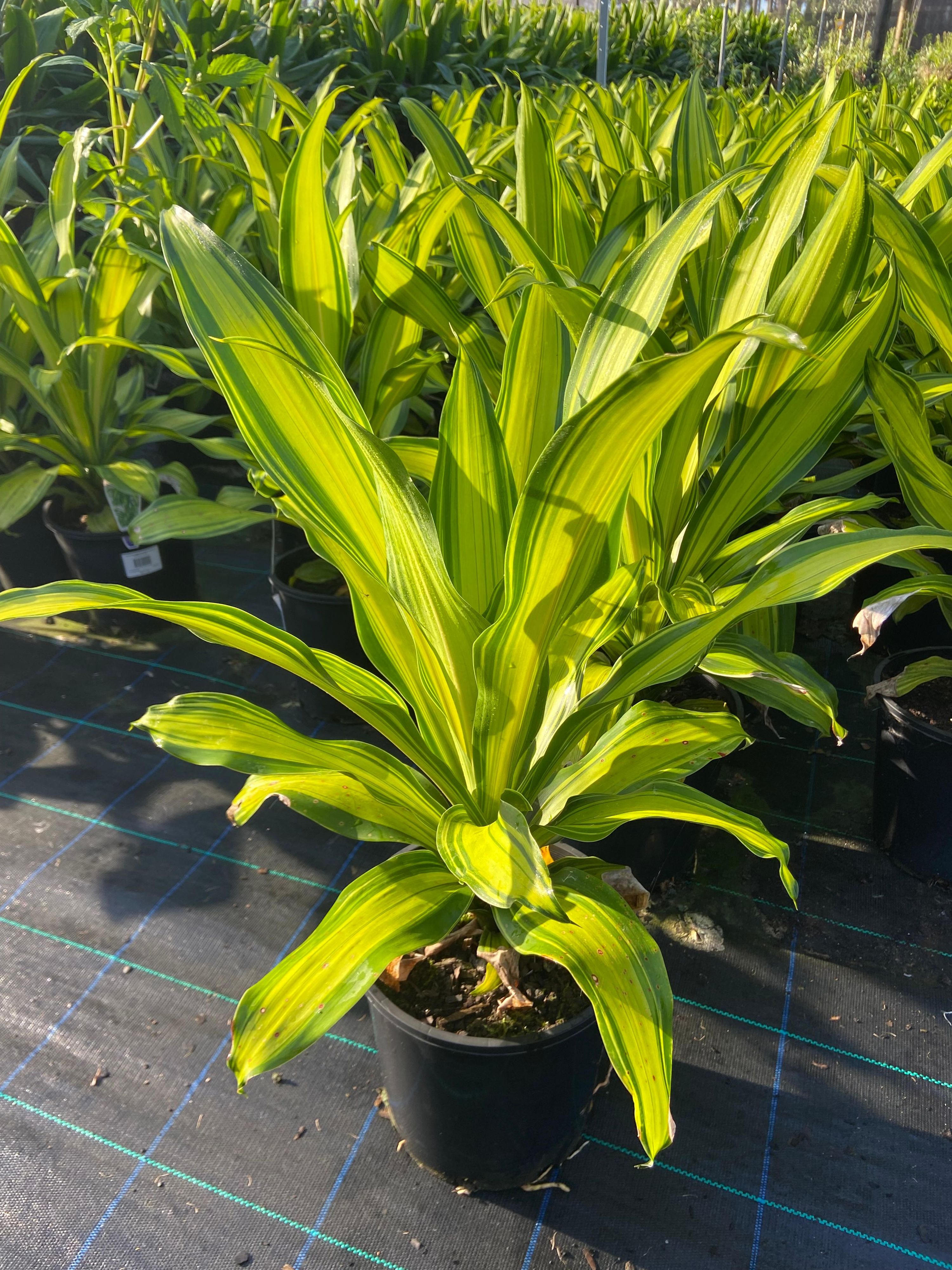 Dracaena fragrans massangeana Marley, photo 2