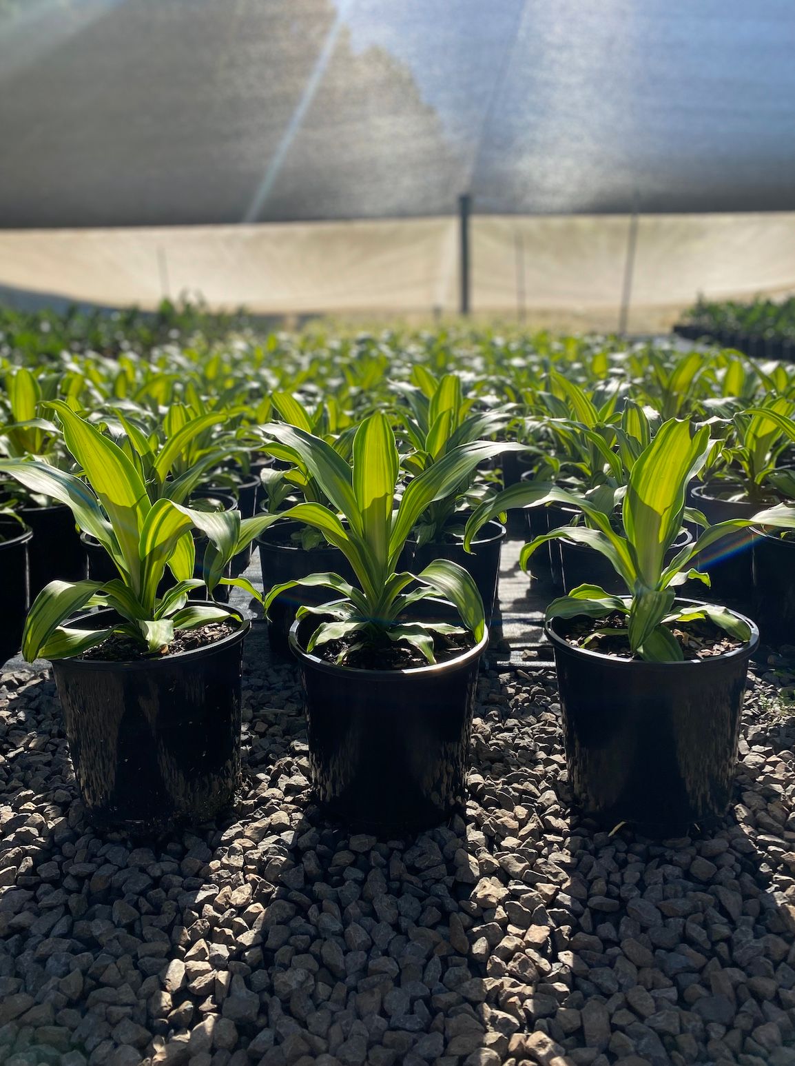 Dracaena fragrans massangeana Marley grown at the nursery