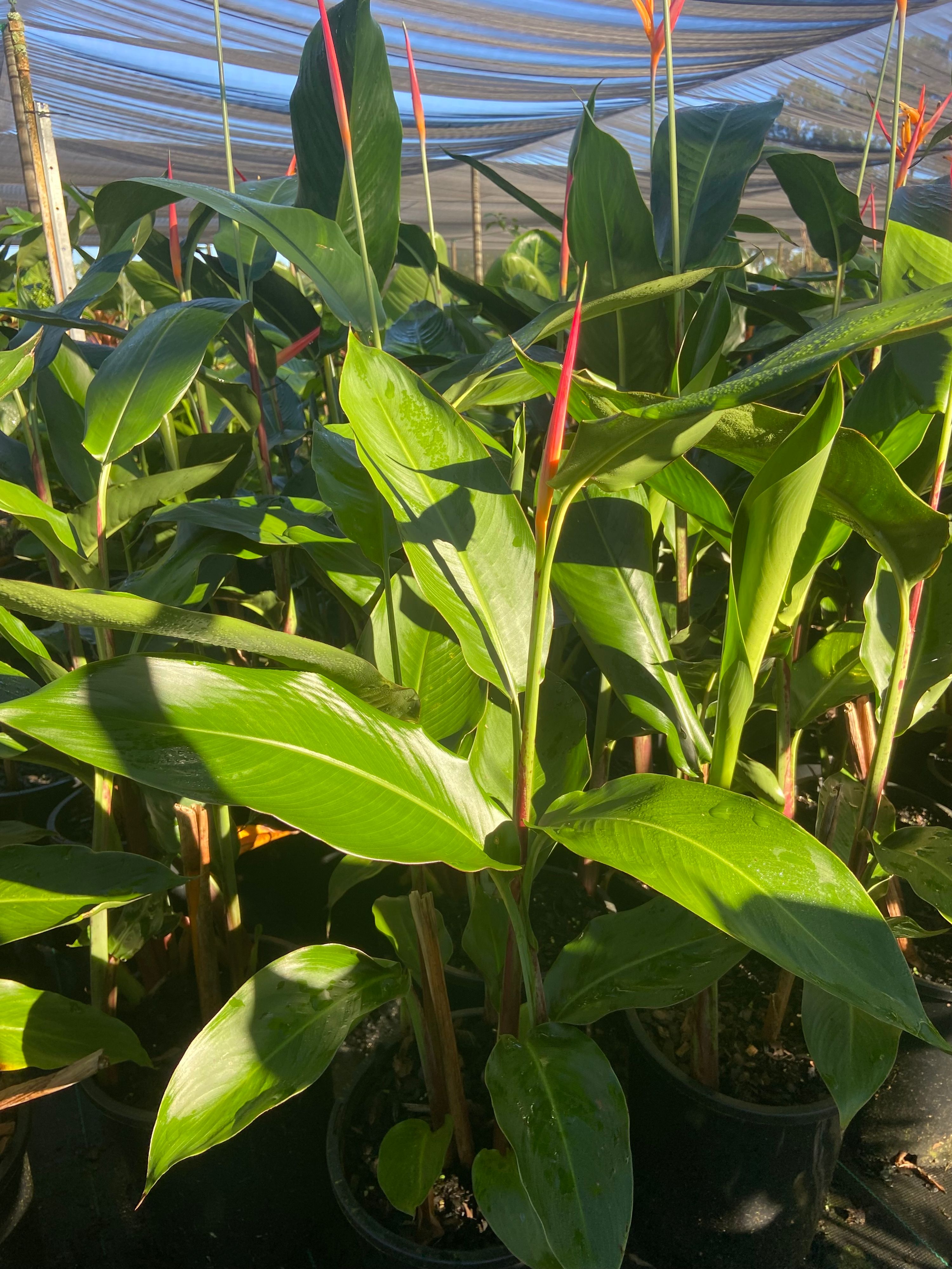 Heliconia psittacorum Sassy grown at the nursery