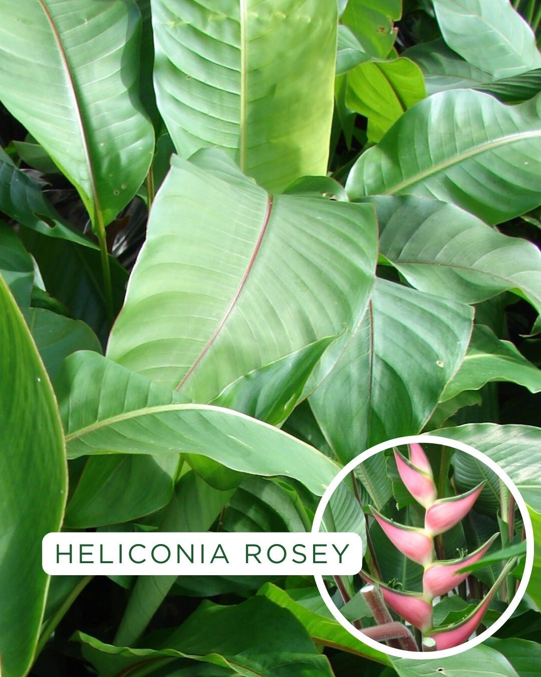 Heliconia orthotrica Rosey grown at the nursery
