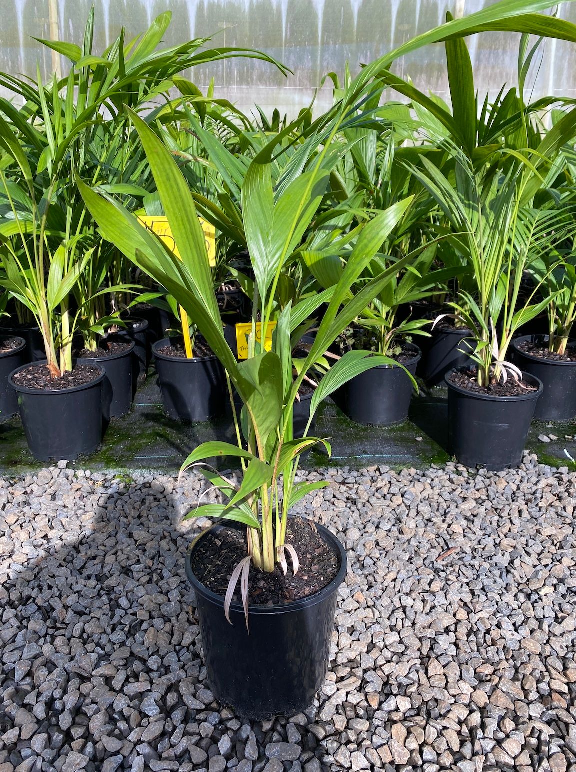 Archontophoenix cunninghamiana (Bangalow palm) grown at the nursery