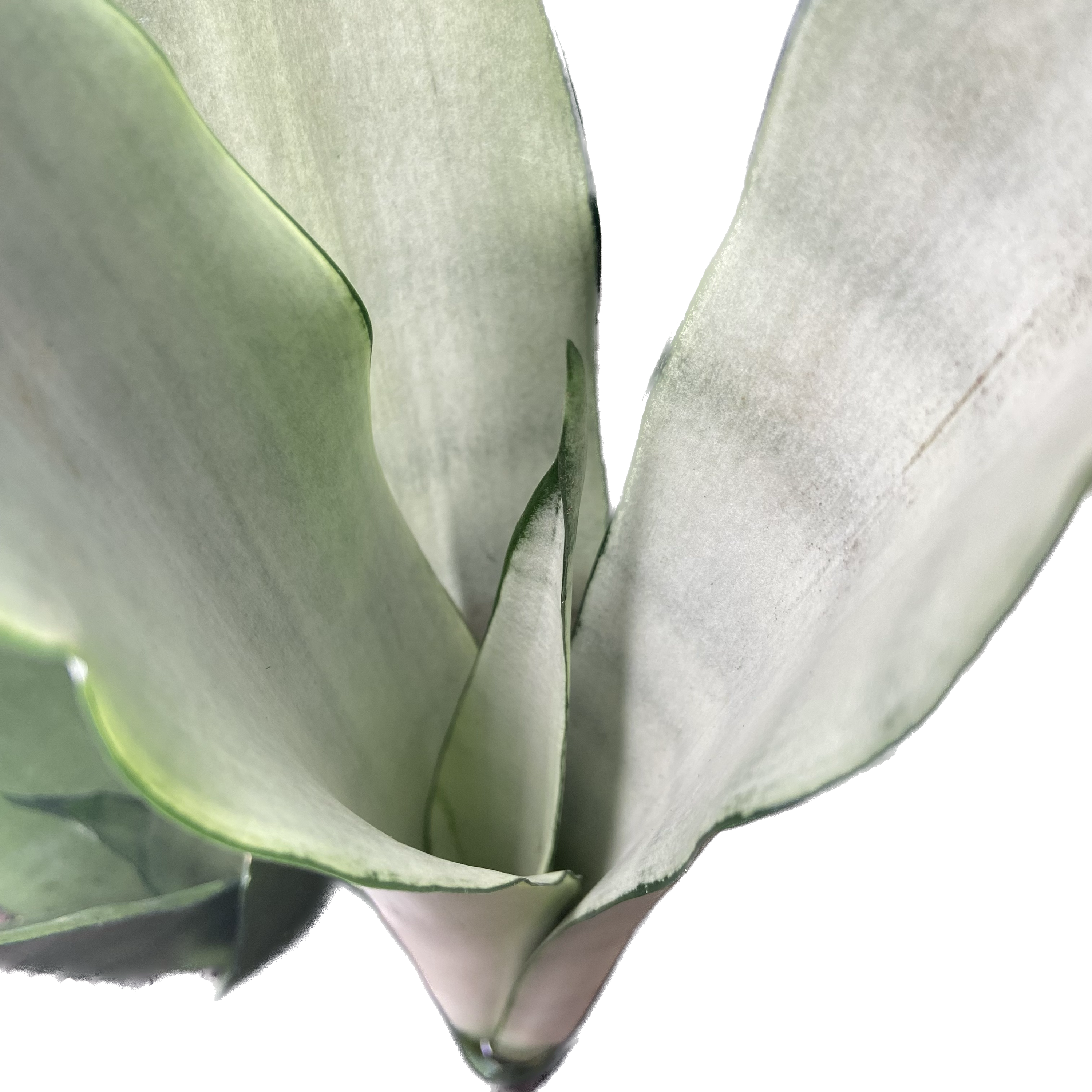Sansevieria trifasciata Moonshine, photo 7
