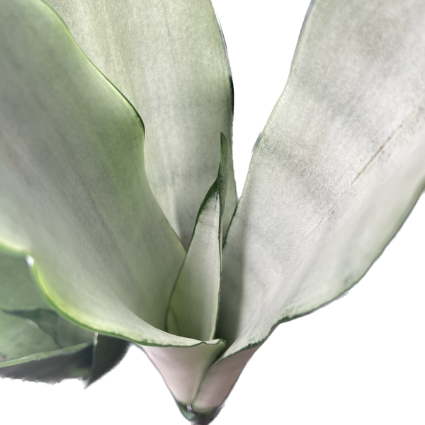 Sansevieria trifasciata Moonshine, photo 7