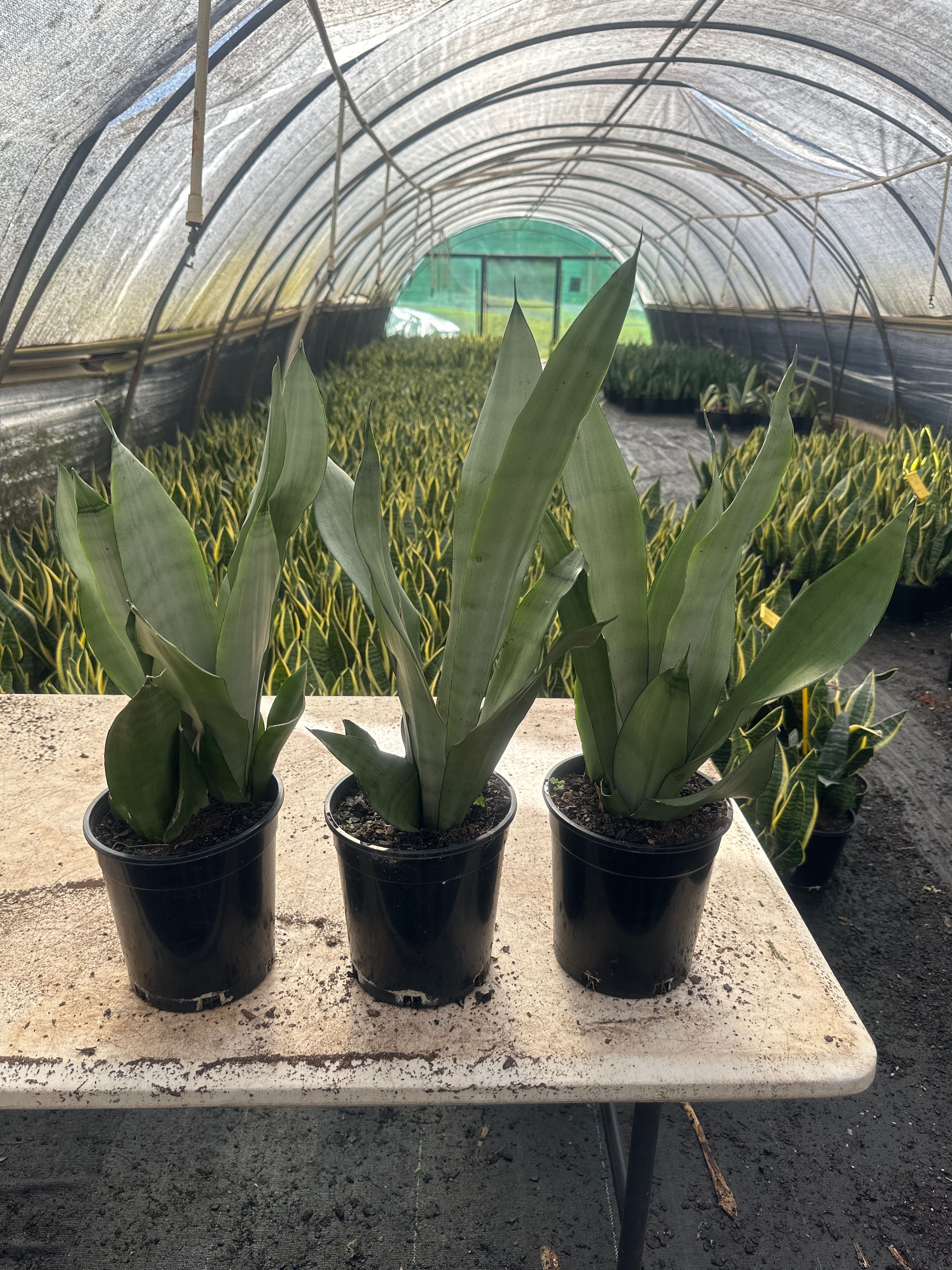 Sansevieria trifasciata Moonshine, photo 8